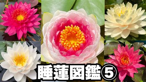 睡蓮 花式圖|睡蓮品種分類